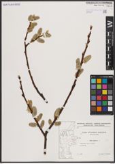 Foto von Salix caprea L.